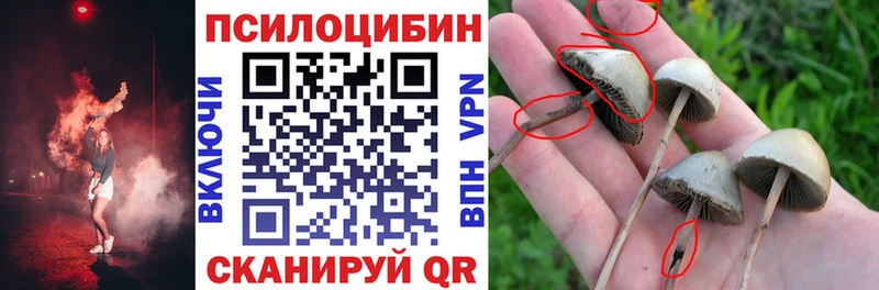 купить закладку  Дно  Псилоцибиновые грибы мицелий 
